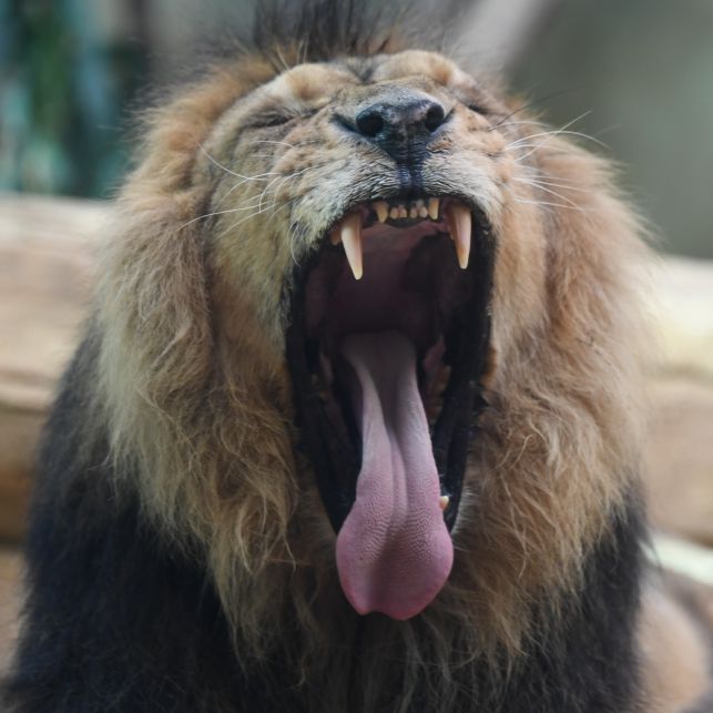 Kopf abgebissen! Löwen zerfleischen Zoobesucher