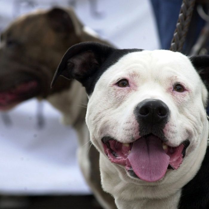 Grausam! Tier-Hasser verätzen Pitbull die Augen und würgen ihn fast tot Grausam! Tier-Hasser verätzen Pitbull die Augen und würgen ihn fast tot (Foto)