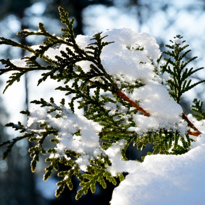Azorenhoch bläst Winterkälte weg! SO warm wird es diese Woche Azorenhoch bläst Winterkälte weg! SO warm wird es diese Woche (Foto)
