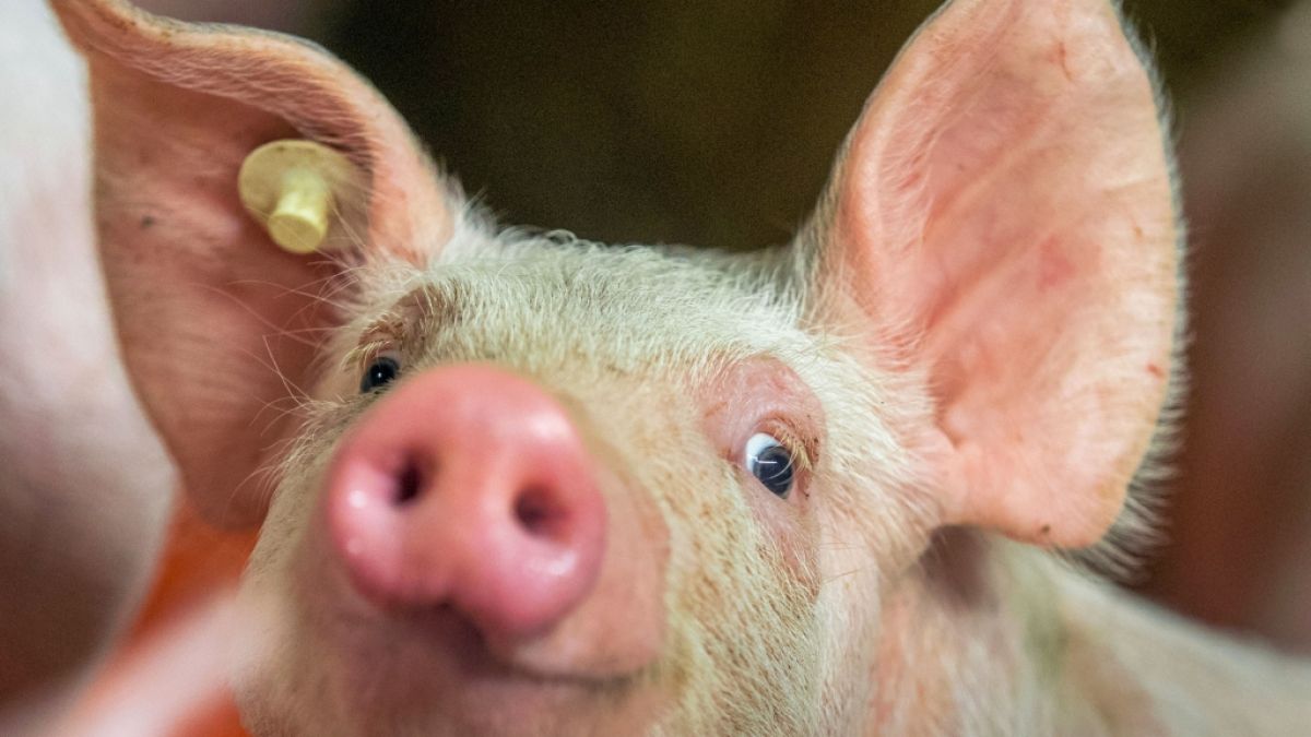 Wie ein normales Ferkel sah der Schweinenachwuchs, der auf den Philippinen zur Welt kam, nicht aus... (Symbolbild) (Foto)