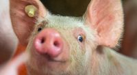 Wie ein normales Ferkel sah der Schweinenachwuchs, der auf den Philippinen zur Welt kam, nicht aus... (Symbolbild)