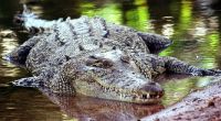 Tödliche Krokodil-Attacken sind in Indonesien keine Seltenheit.