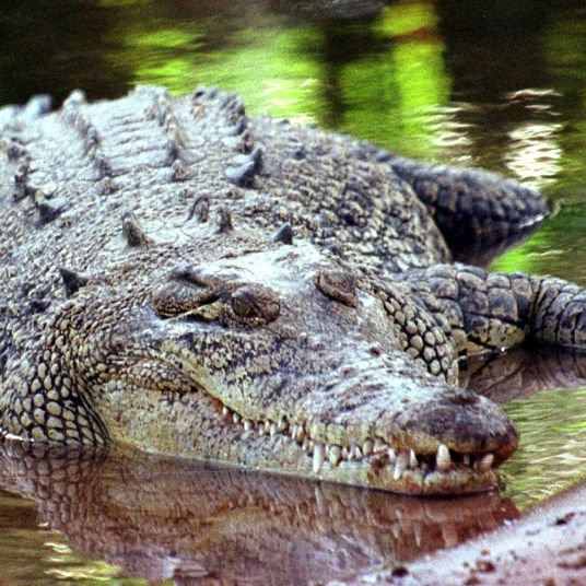 Zwei Fischer in Indonesien von Krokodilen getötet
