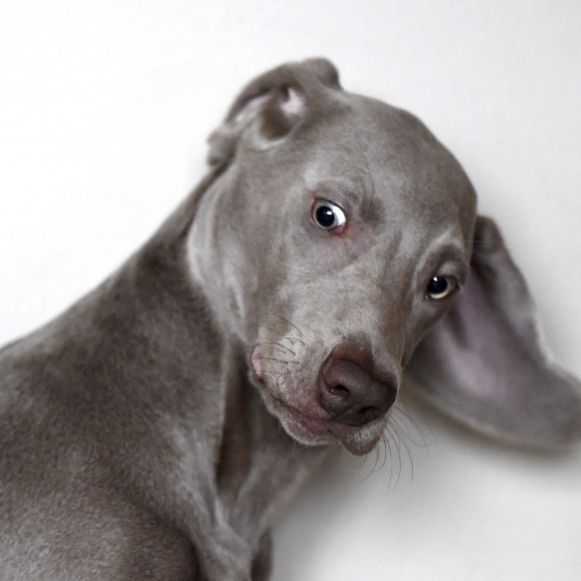 Verrückt! DIESER Hund hat ein zweites Maul anstelle eines Ohrs Verrückt! DIESER Hund hat ein zweites Maul anstelle eines Ohrs (Foto)