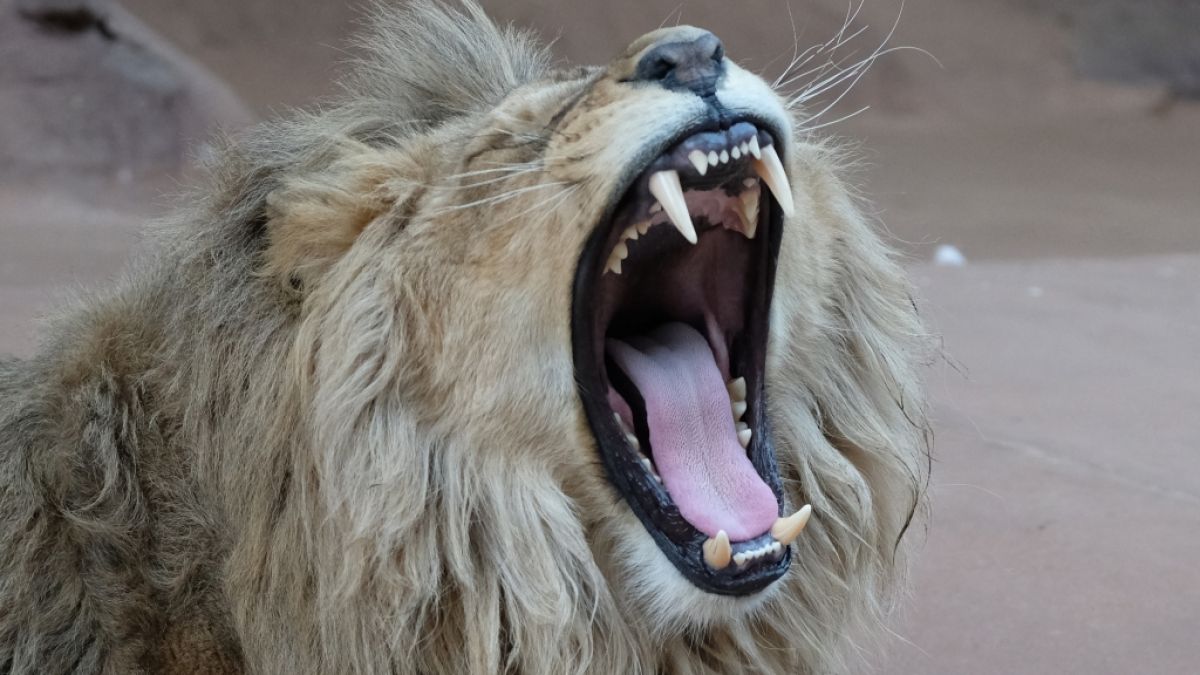Einem Löwen wurden in einem Tierpark in Palästina die Krallen amputiert - die Raubkatze sollte gefahrlos mit Besuchern spielen (Symbolfoto). (Foto)