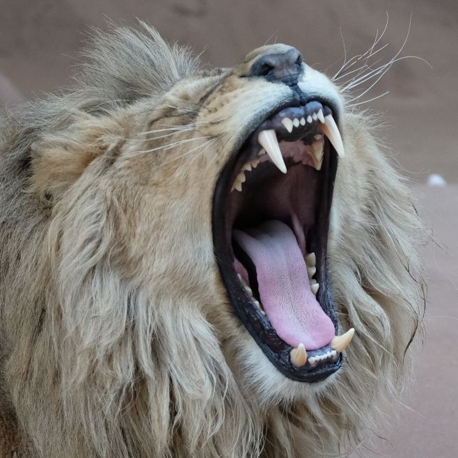 Brutale Folter! Zoo lässt Löwen Krallen abschneiden
