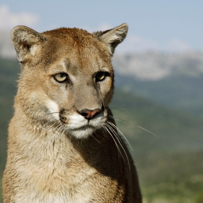 Verbissener Todeskampf! Jogger erwürgt Puma mit seinem Fuß! Verbissener Todeskampf! Jogger erwürgt Puma mit seinem Fuß! (Foto)