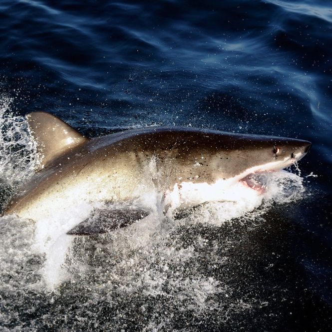 Blutiger Hai-Angriff! Surfer schwer verletzt Blutiger Hai-Angriff! Surfer schwer verletzt (Foto)