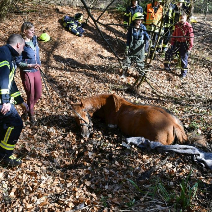 Pferd versinkt in Tümpel - und führt Polizei so zu Waffen im Matsch Pferd versinkt in Tümpel - und führt Polizei so zu Waffen im Matsch (Foto)
