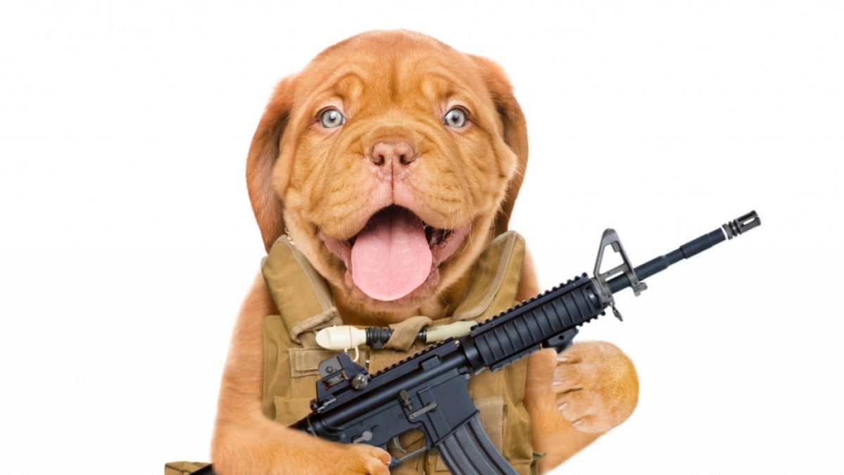 Bei einem Jagdausflug soll ein Hund die Waffe seines Herrchens ausgelöst haben. (Symbolbild) (Foto)