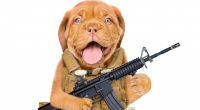 Bei einem Jagdausflug soll ein Hund die Waffe seines Herrchens ausgelöst haben. (Symbolbild)