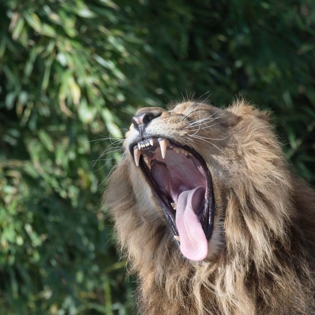 Mann (34) von Löwen in Privatzoo zerfleischt Mann (34) von Löwen in Privatzoo zerfleischt (Foto)