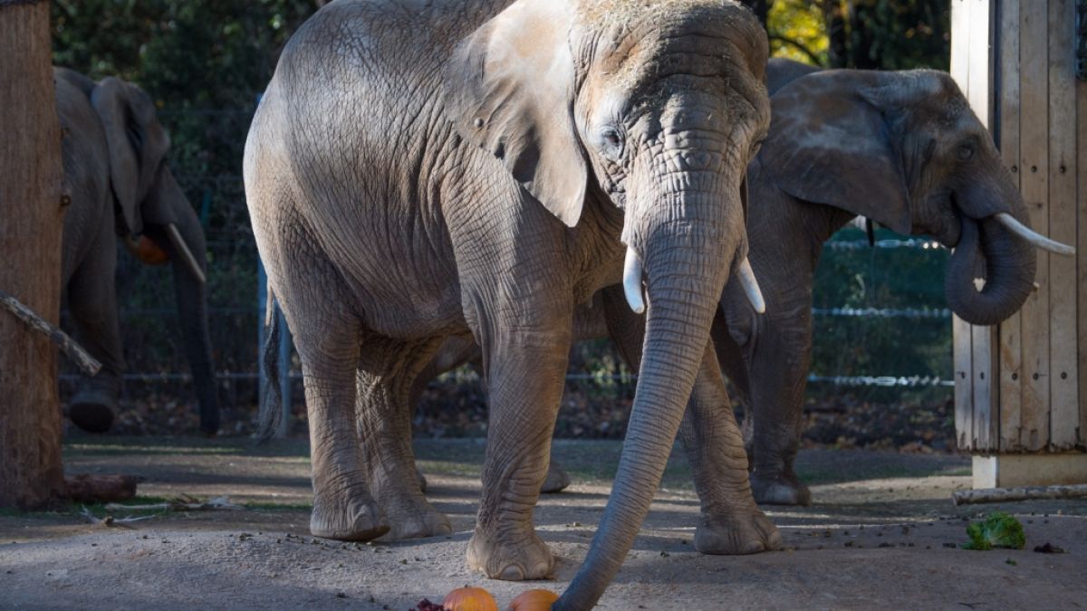Ein tragischer Unfall mit einem Elefanten kostete einem Tierpfleger das Leben. (Foto)