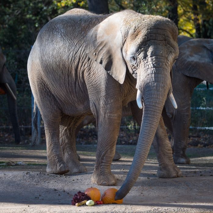 Elefant setzt sich auf ausgerutschten Tierpfleger - tot!