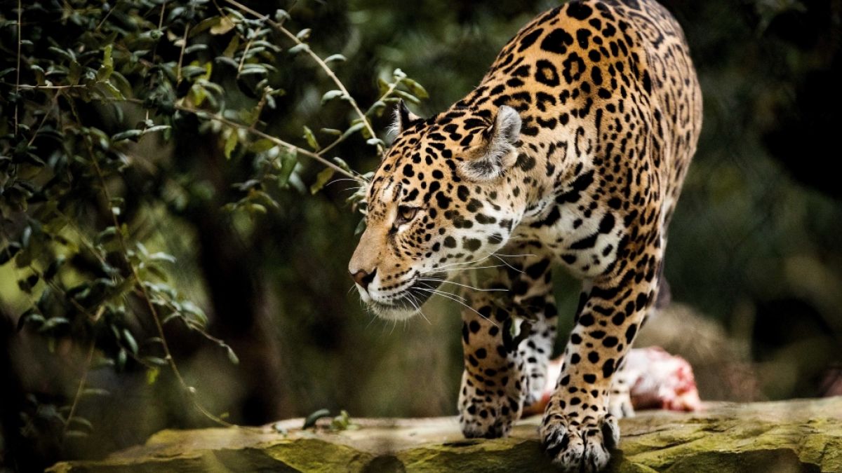 Eine Zoobesucherin wollte ein Selfie mit einem Jaguar und wurde dabei beinahe zerfleischt. (Foto)