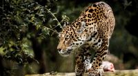 Eine Zoobesucherin wollte ein Selfie mit einem Jaguar und wurde dabei beinahe zerfleischt.
