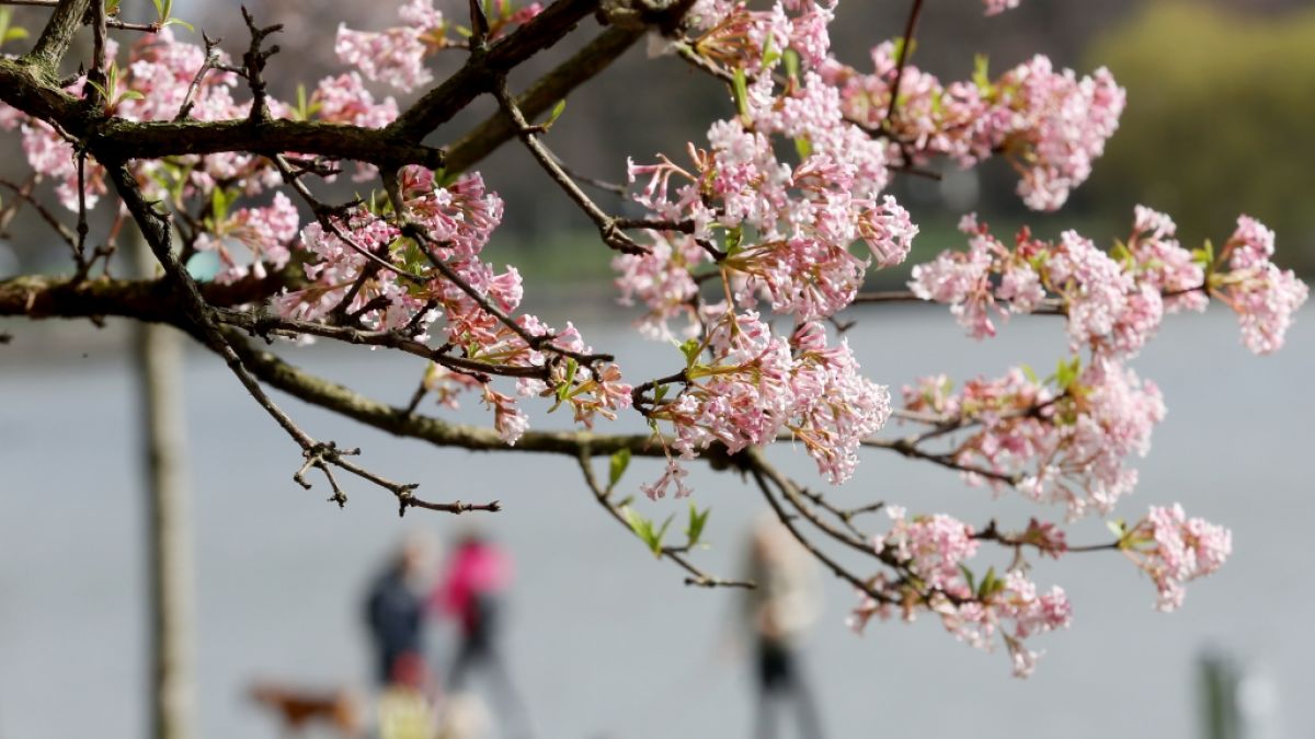 Am Mittwoch, dem 20. März 2019, ist kalendarischer Frühlingsanfang. (Foto)