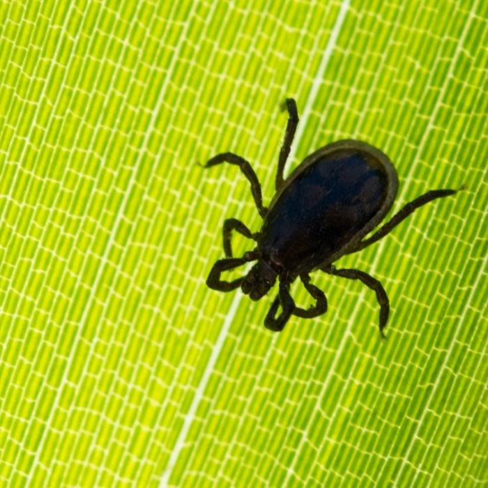 SO schützen Sie sich vor Borreliose, FSME und Co. SO schützen Sie sich vor Borreliose, FSME und Co. (Foto)