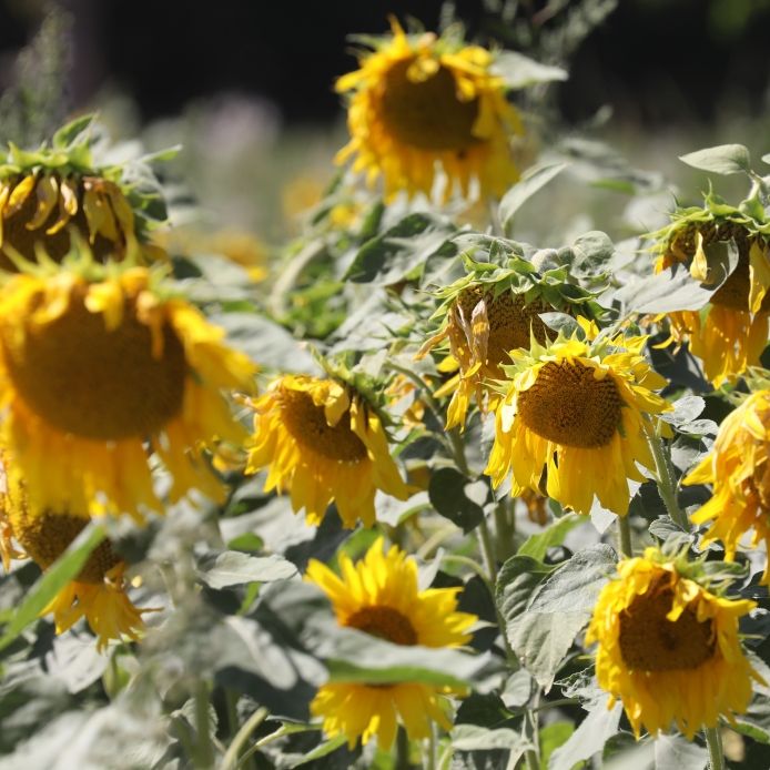 Droht Deutschland der nächste Dürre-Sommer? Droht Deutschland der nächste Dürre-Sommer? (Foto)