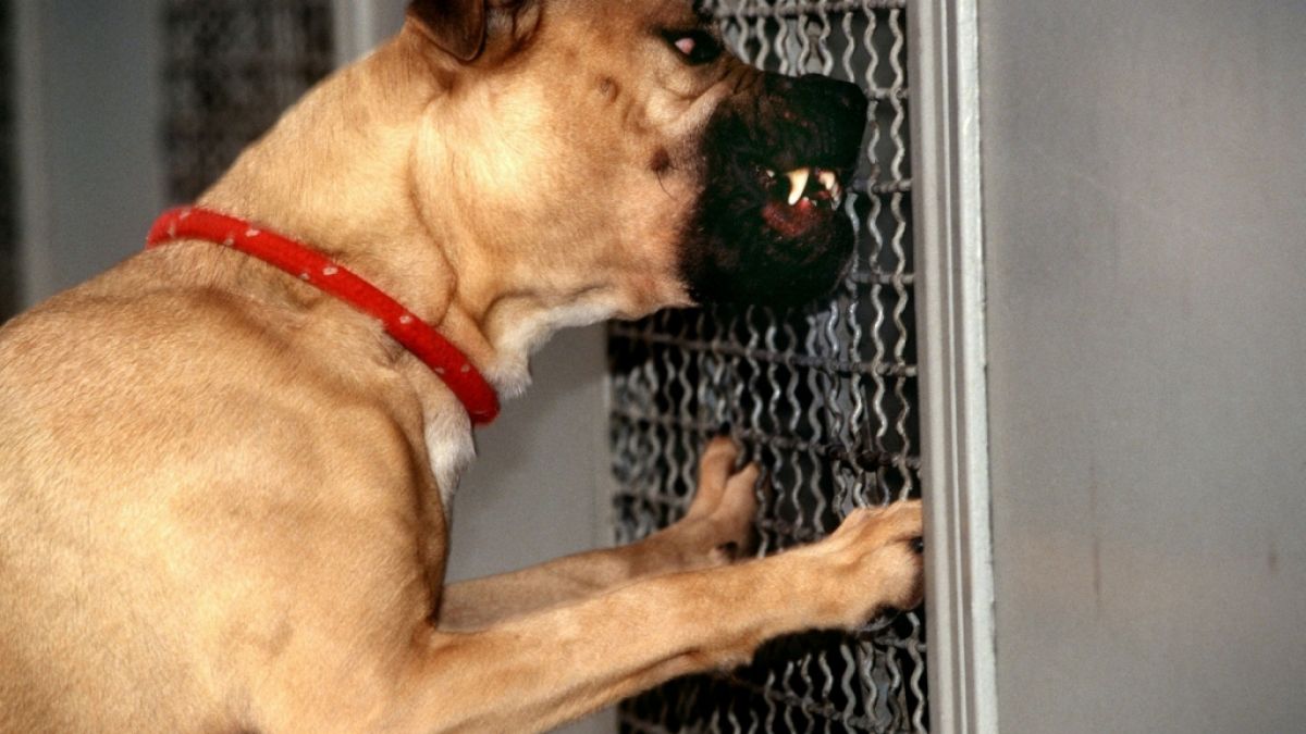 blutige tier attacke in hameln hund beisst jungem 2 loch in die wange news de