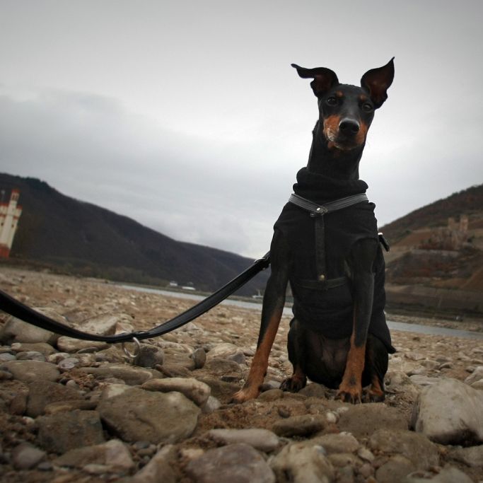 Trotz Maulkörben! Dobermänner verletzen 7-Jährige Trotz Maulkörben! Dobermänner verletzen 7-Jährige (Foto)