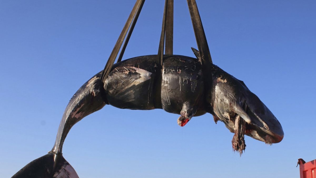 Vor Sardinien wurde ein verendeter Pottwal gefunden. In seinem Magen: 20 Kilogramm Plastik-Müll. (Foto)