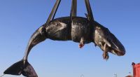 Vor Sardinien wurde ein verendeter Pottwal gefunden. In seinem Magen: 20 Kilogramm Plastik-Müll.