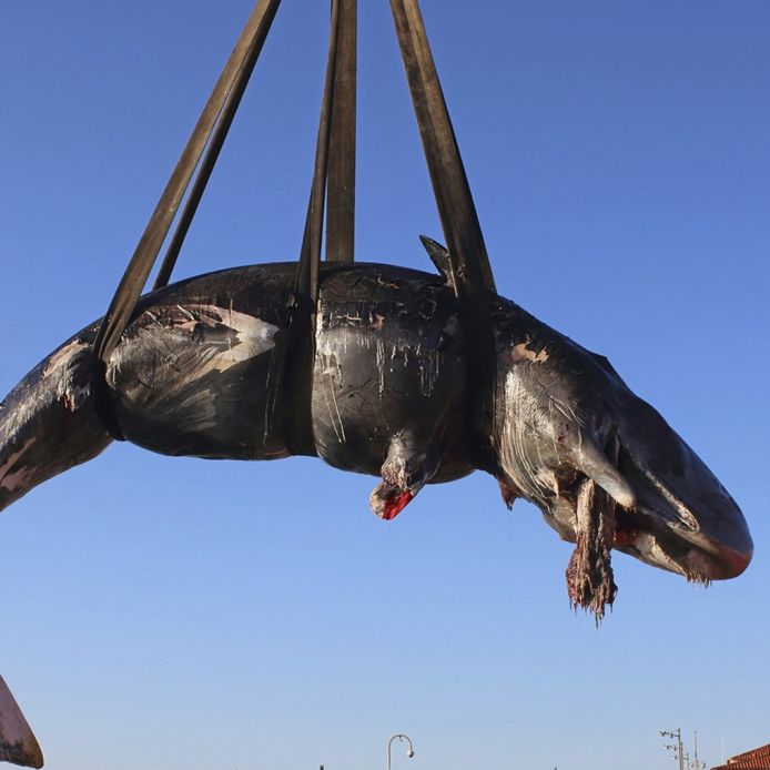Toter Wal vor Sardinien hat 20 Kilo Plastik-Müll im Magen