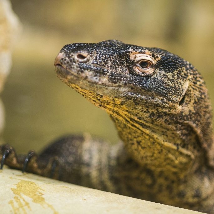 Indonesien sperrt "Dracheninsel" Komodo für Touristen Indonesien sperrt "Dracheninsel" Komodo für Touristen (Foto)