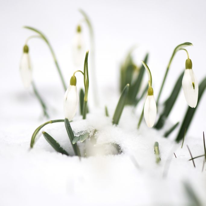 Schnee zu Ostern? Jet-Stream bringt die Kälte zurück Schnee zu Ostern? Jet-Stream bringt die Kälte zurück (Foto)