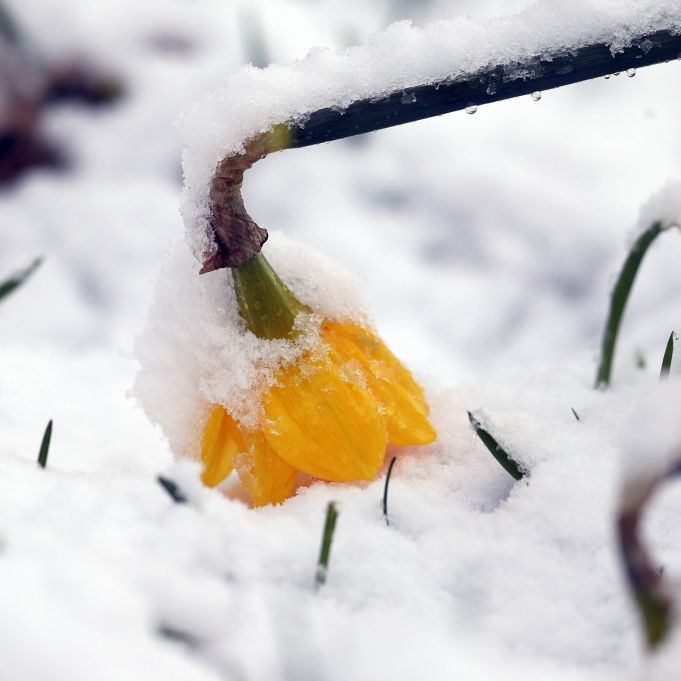 Bis zu 30 Zentimeter! Heftige Schneefälle bedrohen den Süden Bis zu 30 Zentimeter! Heftige Schneefälle bedrohen den Süden (Foto)
