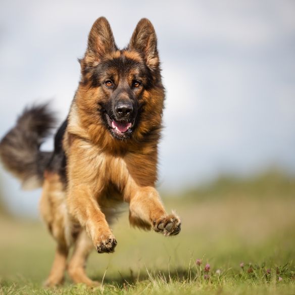 Hund attackiert Kinder auf Spielplatz - Polizei schießt Hund attackiert Kinder auf Spielplatz - Polizei schießt (Foto)