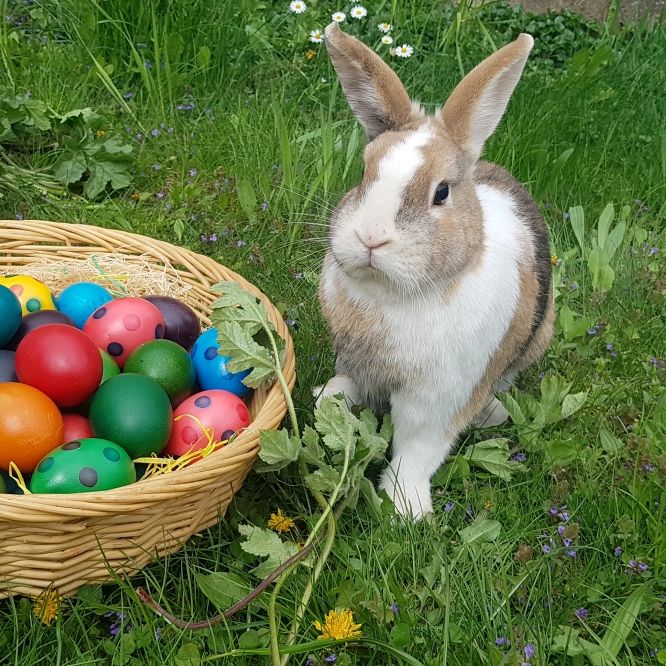 Was passiert mit Tiergeschenken nach der Festtagsfreude? Was passiert mit Tiergeschenken nach der Festtagsfreude? (Foto)
