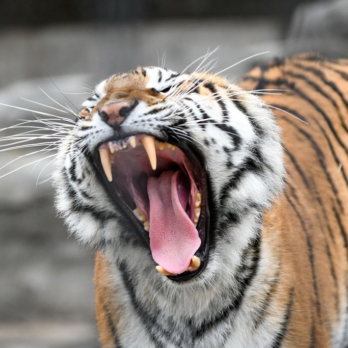 Zoobesucherin schwer verletzt - Handyvideo zeigt Tigerattacke Zoobesucherin schwer verletzt - Handyvideo zeigt Tigerattacke (Foto)