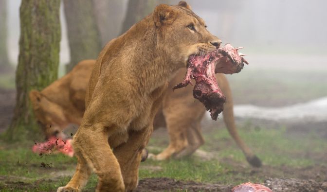 Serengeti-Park Hodenhagen