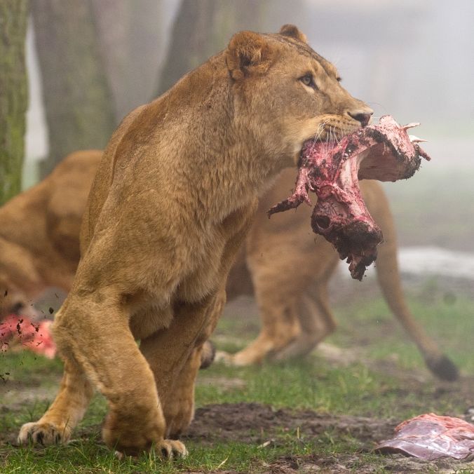 Löwen-Attacke auf Tierpfleger - DESHALB überlebte er den Angriff Löwen-Attacke auf Tierpfleger - DESHALB überlebte er den Angriff (Foto)