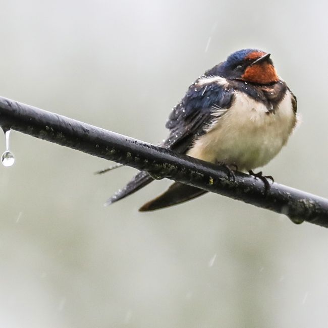 Schnee und Dauerregen! HIER wird's am Wochenende kalt Schnee und Dauerregen! HIER wird's am Wochenende kalt (Foto)