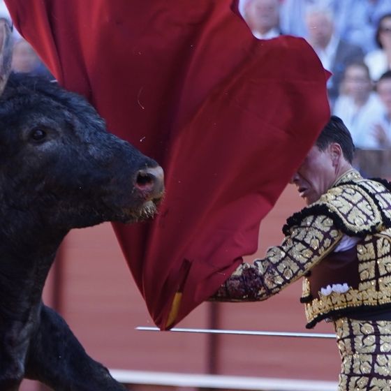 Matador trocknet sterbendem Stier die Tränen, bevor er ihn killt