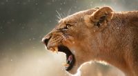 Ein Löwe hat ein kleines Mädchen in Südafrika skalpiert.