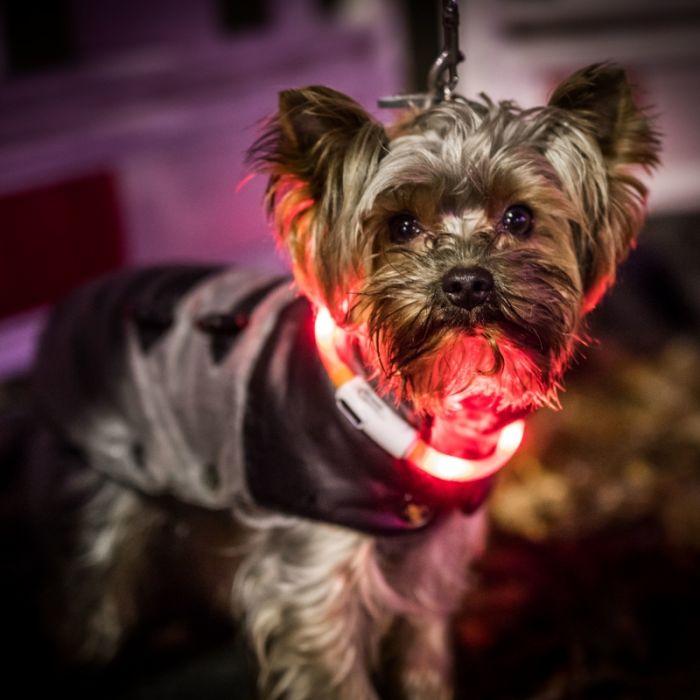 Extra eingeschläfert! Tote Besitzerin mit Hund bestattet Extra eingeschläfert! Tote Besitzerin mit Hund bestattet (Foto)