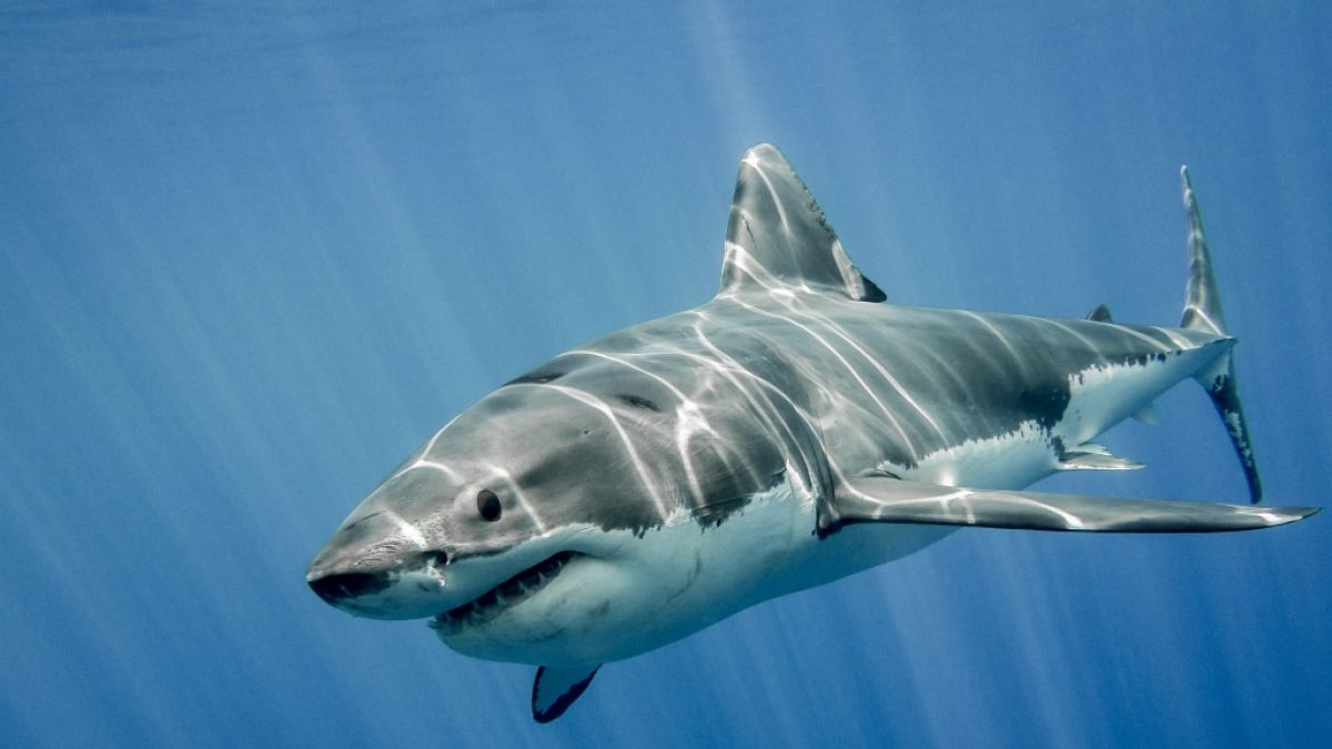 Vor der Küste Hawaiis starb ein Mann nach einer Hai-Attacke. (Foto)