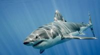 Vor der Küste Hawaiis starb ein Mann nach einer Hai-Attacke.