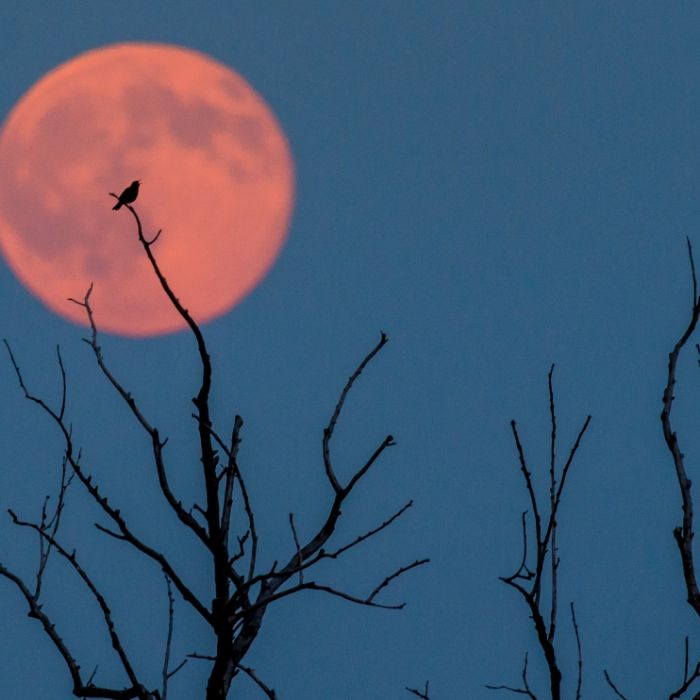Kündigt der "Strawberry Moon" den Weltuntergang an? Kündigt der "Strawberry Moon" den Weltuntergang an? (Foto)