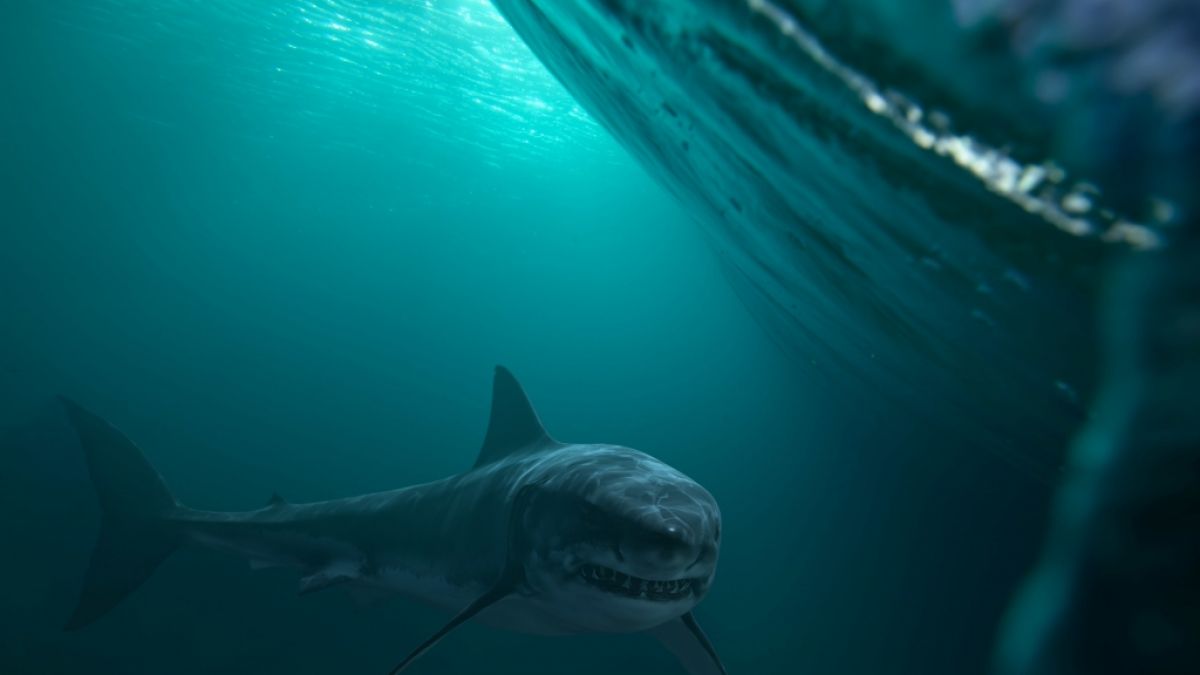 Vor der Küste New Jerseys kam es zu einer bizarren Begegnung zwischen Mensch und Hai. (Foto)