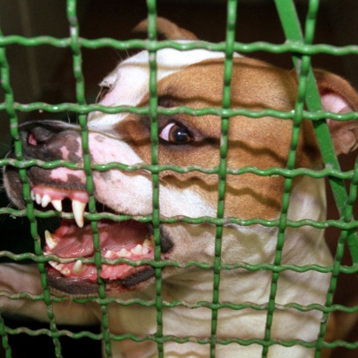 Obdachlose von drei Pitbulls zerfleischt Obdachlose von drei Pitbulls zerfleischt (Foto)