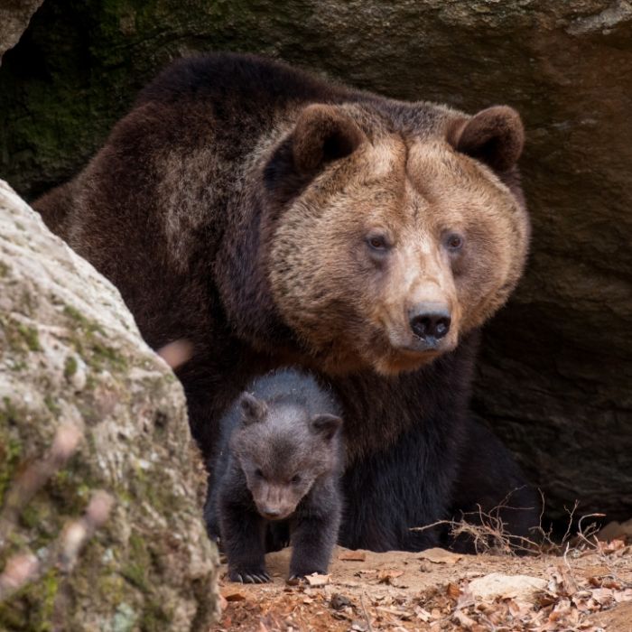 In Höhle verschleppt! Russe überlebt Bären-Attacke