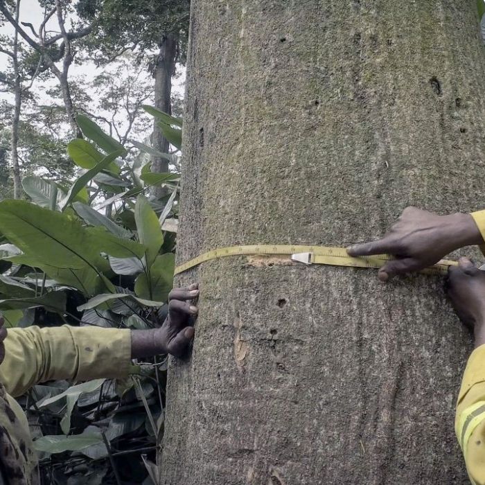 Wiederholung von "Kongo - Schutz für den Gorillawald" online und im TV Wiederholung von "Kongo - Schutz für den Gorillawald" online und im TV (Foto)