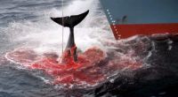 Walfang in Japan. So grausam sterben die Ozeanriesen.