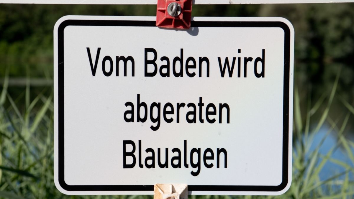 Landwirtschaftsministerium von Mecklenburg-Vorpommern warnt vor giftigen Blaualgen in der Ostsee. (Foto)