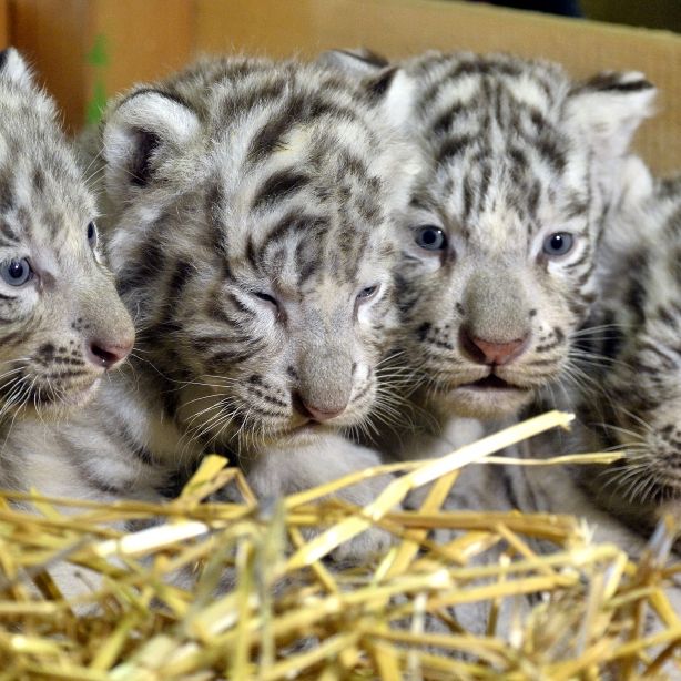 Zoll findet gefrorene Tigerbabys - für "traditionelle Medizin" Zoll findet gefrorene Tigerbabys - für "traditionelle Medizin" (Foto)